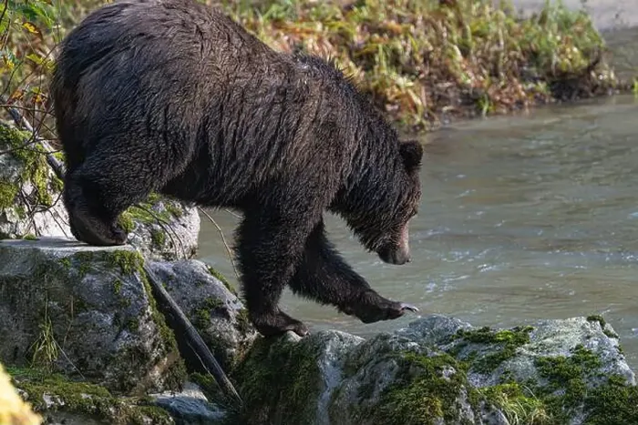 Framed Print : Brown bear with claws extended moving into the stream Framed Print : Brown bear with claws extended moving into the stream