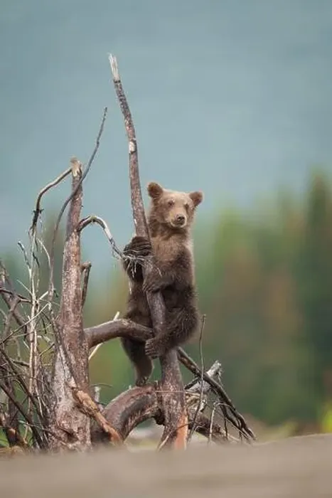 Framed Print : Brown Bear Cub Climbs Tree Snag Framed Print : Brown Bear Cub Climbs Tree Snag