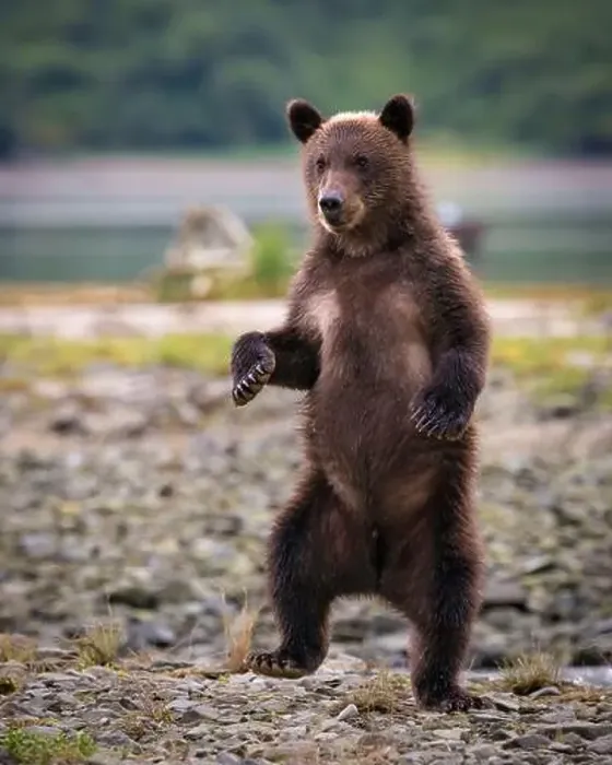 Framed Print : Brown Bear cub standing; Katmai National Park and Preserve, Alaska Framed Print : Brown Bear cub standing; Katmai National Park and Preserve, Alaska