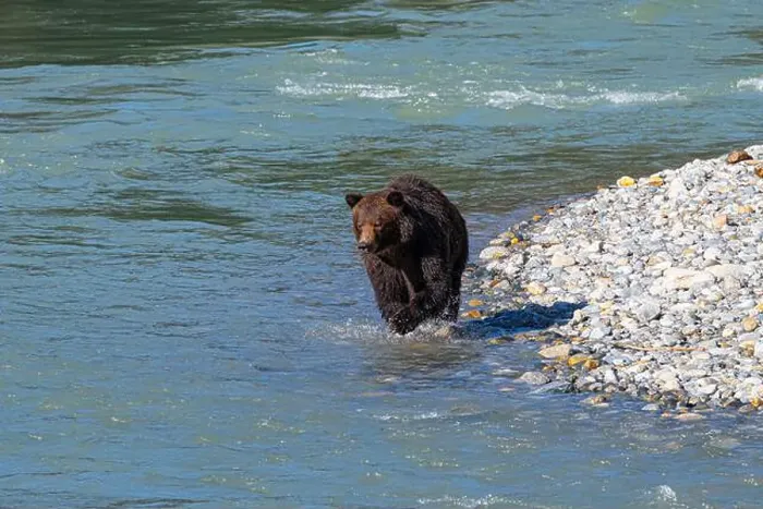 Framed Print : Brown bear on the hunt in the shallow waters of the Bute inlat, British Columbia Framed Print : Brown bear on the hunt in the shallow waters of the Bute inlat, British Columbia