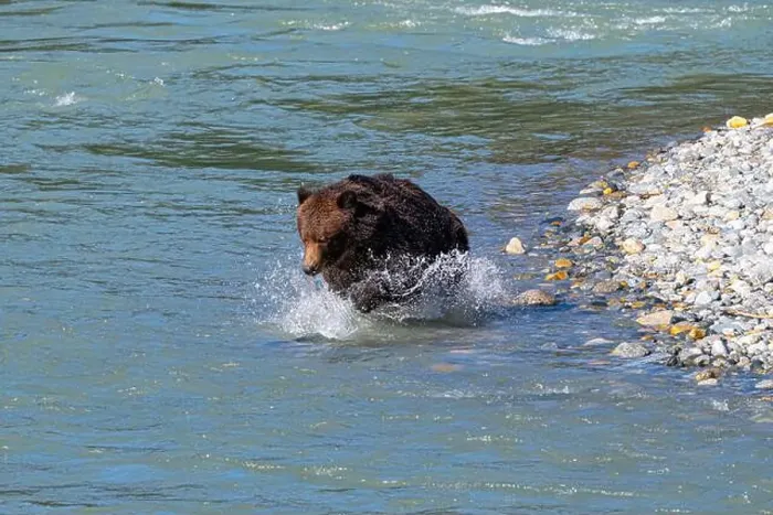 Framed Print : brown bear jumping into the water after a Salmon Framed Print : brown bear jumping into the water after a Salmon