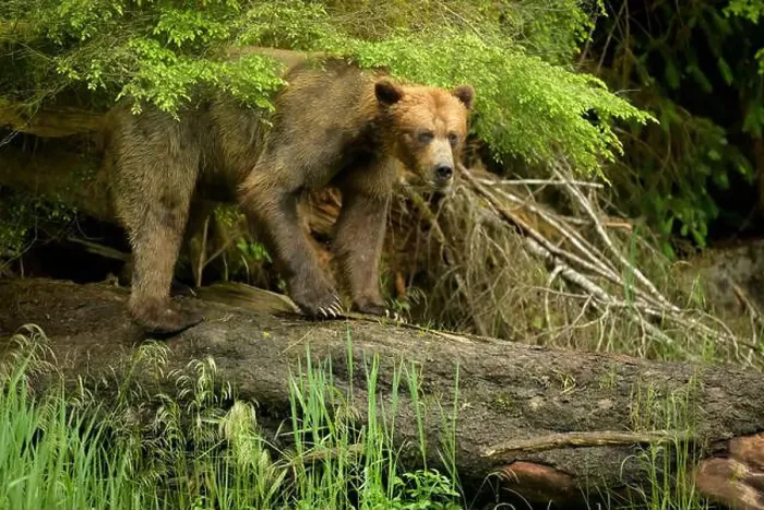 Framed Print : Brown Bear on log in temperate rainforest
