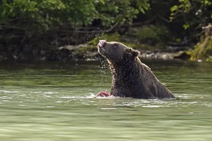 Framed Print : Brown bear (Ursus arctos) eating a humpback salmon, Lake Clark National Park
