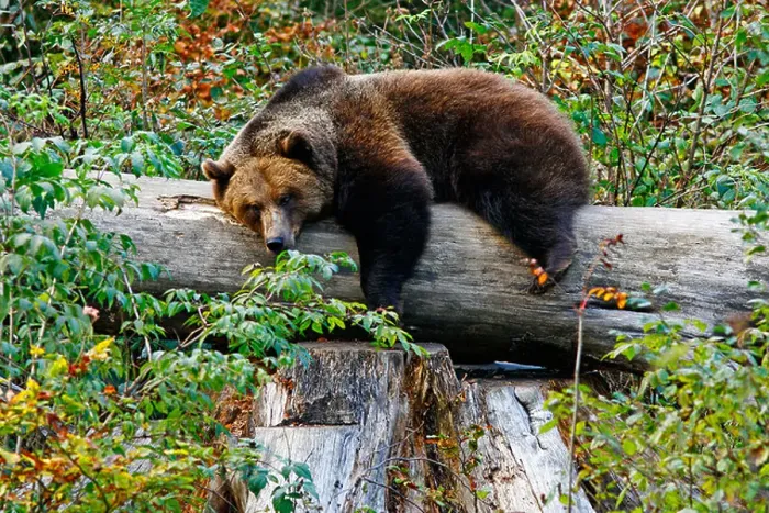 Framed Print : Brown bear (Ursus arctos) lying on tree trunk, outdoor enclosure Bavarian Forest, Germany Framed Print : Brown bear (Ursus arctos) lying on tree trunk, outdoor enclosure Bavarian Forest, Germany