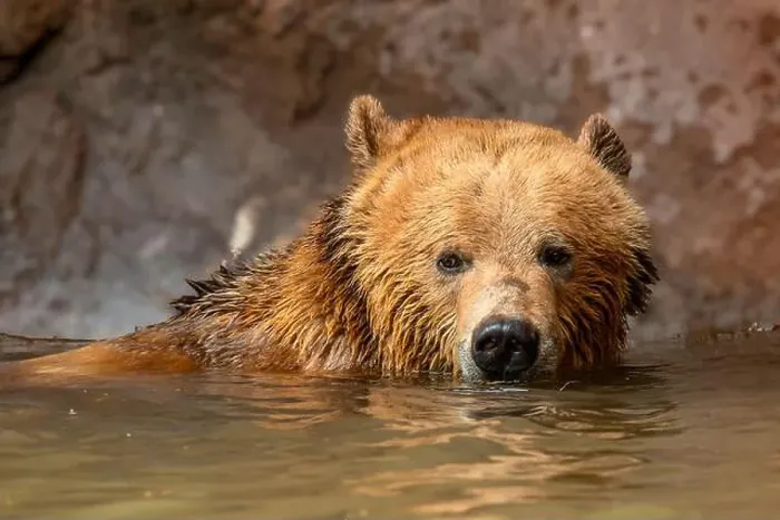 Framed Print : Brown Bears Framed Print : Brown Bears
