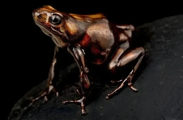 Framed Print : Brown and black poison dart frog (Dendrobates auratus) Framed Print : Brown and black poison dart frog (Dendrobates auratus)
