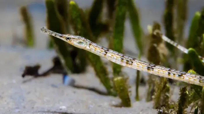 Framed Print : A brown color Longsnout pipefish (Syngnathus temminckii) on the ocean floor sand Framed Print : A brown color Longsnout pipefish (Syngnathus temminckii) on the ocean floor sand