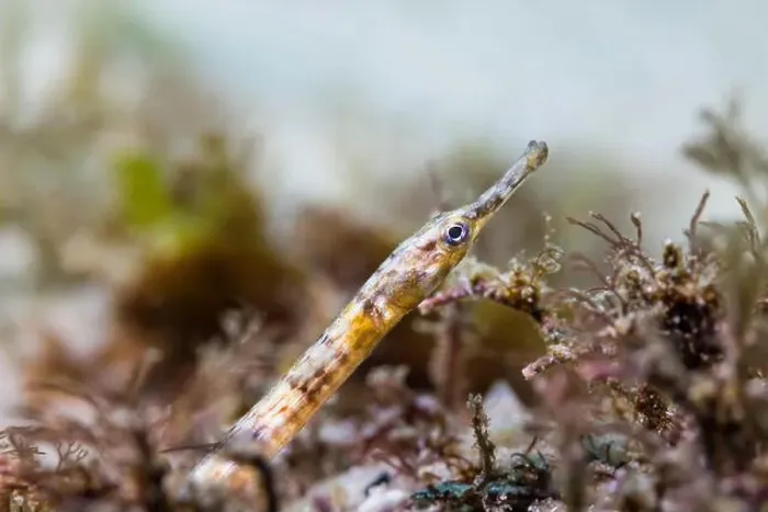 Framed Print : A brown color Longsnout pipefish (Syngnathus temminckii) on the ocean floor sand Framed Print : A brown color Longsnout pipefish (Syngnathus temminckii) on the ocean floor sand
