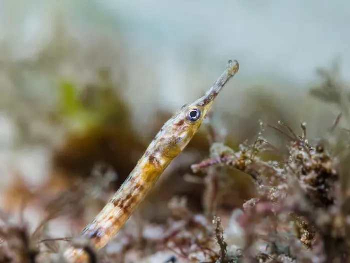 Framed Print : A brown color Longsnout pipefish (Syngnathus temminckii) on the ocean floor sand