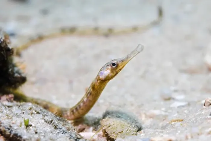 Framed Print : A brown color Longsnout pipefish (Syngnathus temminckii) on the ocean floor sand Framed Print : A brown color Longsnout pipefish (Syngnathus temminckii) on the ocean floor sand