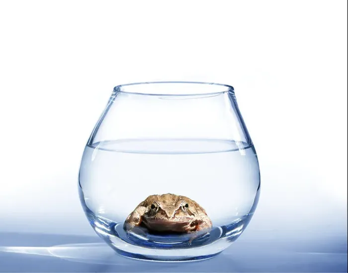 Framed Print : brown frog in glass round aquarium from water Framed Print : brown frog in glass round aquarium from water