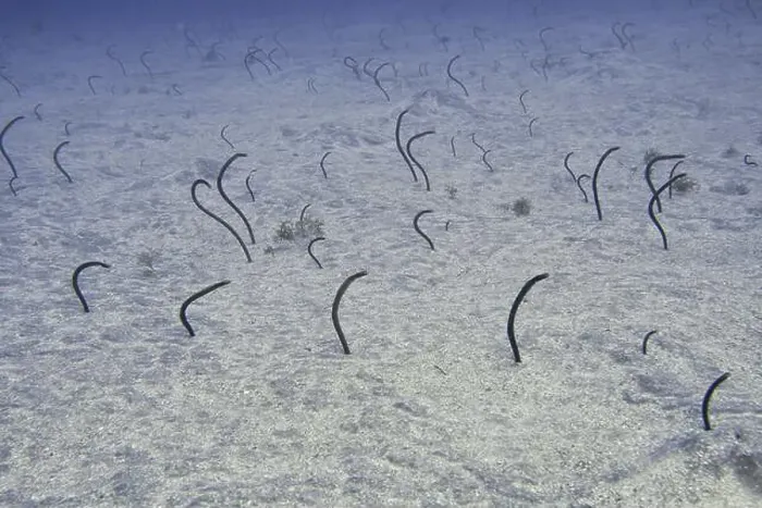 Framed Print : Several Brown garden eels (Heteroconger longissimus) sticking out of the sandy seabed under water Framed Print : Several Brown garden eels (Heteroconger longissimus) sticking out of the sandy seabed under water