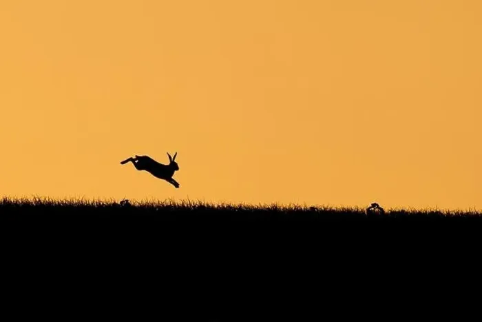 Framed Print : Brown hare (Lepus europaeus) adult leaping on a hill at sunset, Suffolk, England, United kingdom Framed Print : Brown hare (Lepus europaeus) adult leaping on a hill at sunset, Suffolk, England, United kingdom