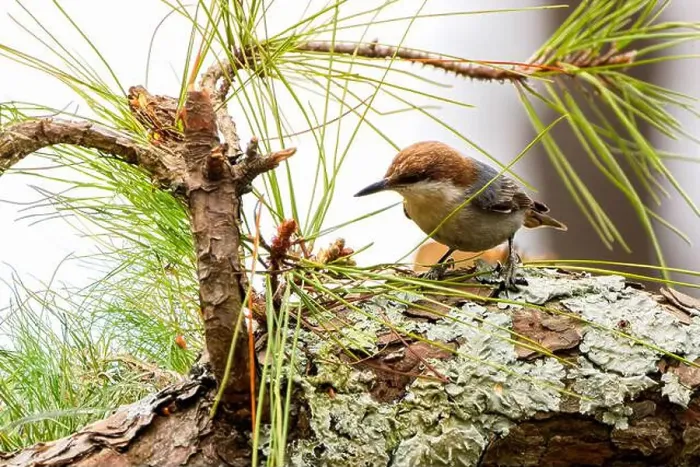 Framed Print : The brown-headed nuthatch (Sitta pusilla) Framed Print : The brown-headed nuthatch (Sitta pusilla)