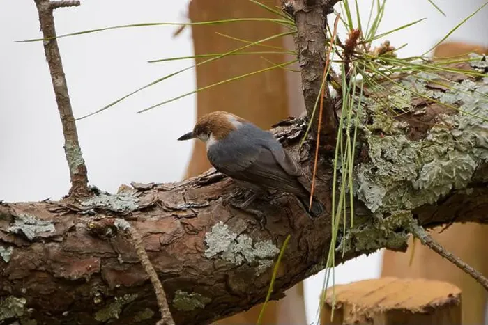 Framed Print : The brown-headed nuthatch (Sitta pusilla) Framed Print : The brown-headed nuthatch (Sitta pusilla)