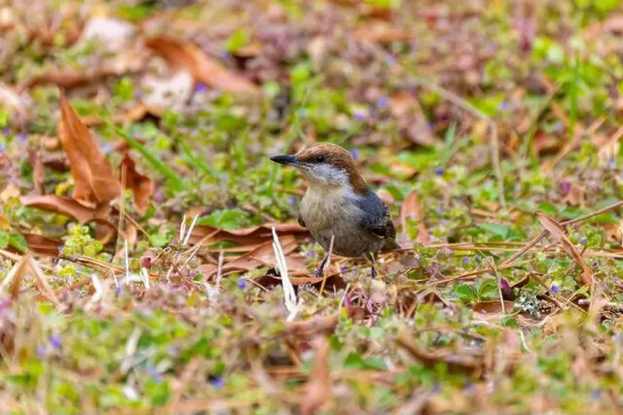 Framed Print : The brown-headed nuthatch (Sitta pusilla) Framed Print : The brown-headed nuthatch (Sitta pusilla)