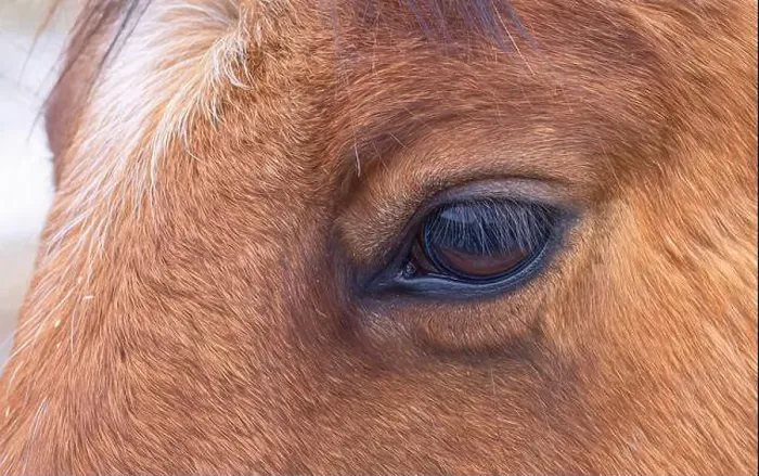 Framed Print : Brown horse closeup of its eye standing in a meadow on Wolfe Island, Canada Framed Print : Brown horse closeup of its eye standing in a meadow on Wolfe Island, Canada