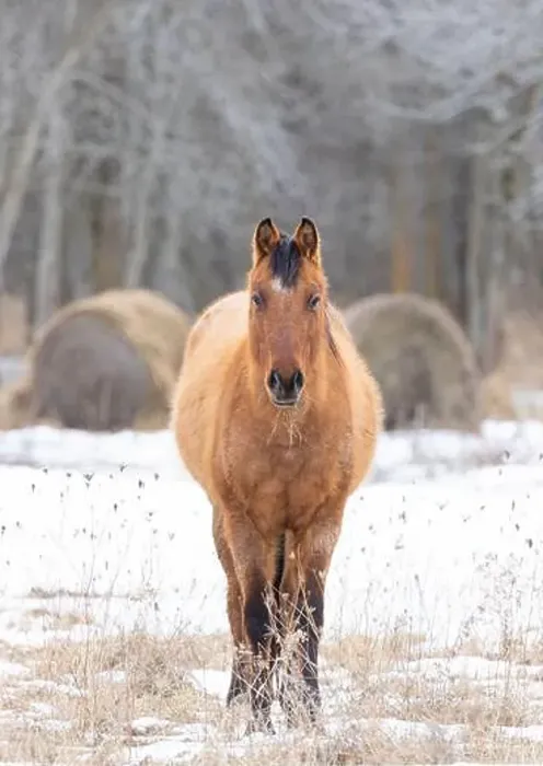 Framed Print : Brown horse walking in a meadow on Wolfe Island, Ontario, Canada Framed Print : Brown horse walking in a meadow on Wolfe Island, Ontario, Canada
