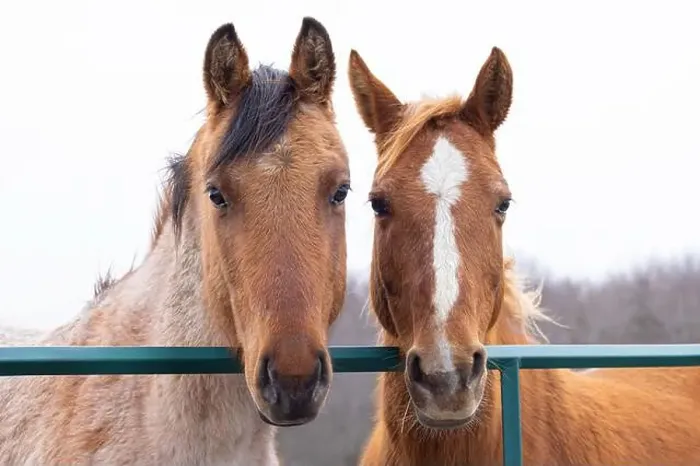 Framed Print : Two brown horses standing in a meadow on Wolfe Island, Ontario, Canada Framed Print : Two brown horses standing in a meadow on Wolfe Island, Ontario, Canada