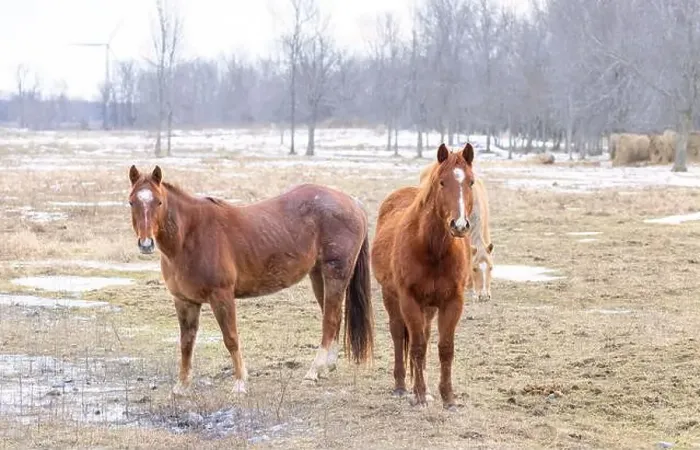 Framed Print : Two brown horses standing in a meadow on Wolfe Island, Ontario, Canada Framed Print : Two brown horses standing in a meadow on Wolfe Island, Ontario, Canada