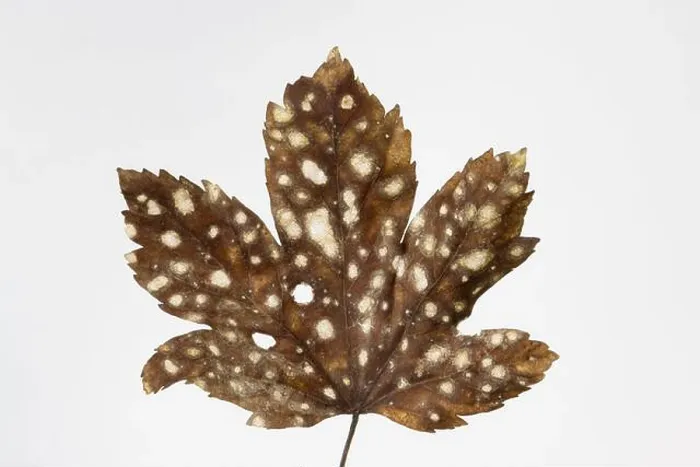 Framed Print : Brown maple leaf with white spots of powdery mildew isolated on white background
