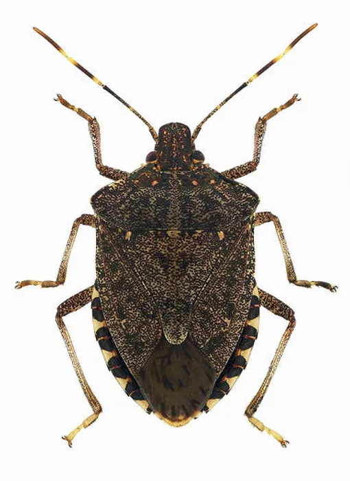 Framed Print : Brown marmorated stink bug Halyomorpha halys Framed Print : Brown marmorated stink bug Halyomorpha halys