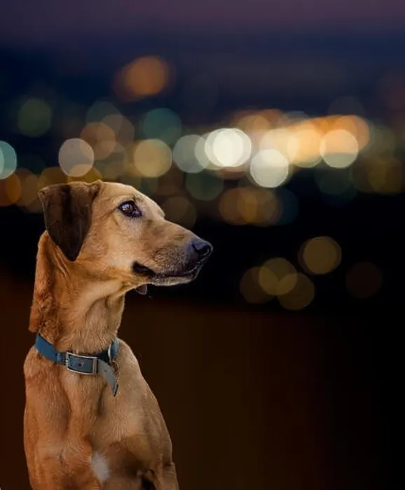 Framed Print : Brown mongrel pet. City, town lights behind Framed Print : Brown mongrel pet. City, town lights behind