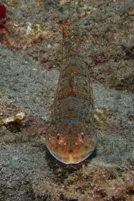 Framed Print : A brown-patterned diamond lizardfish (Synodus synodus) rests on the sandy seabed Framed Print : A brown-patterned diamond lizardfish (Synodus synodus) rests on the sandy seabed