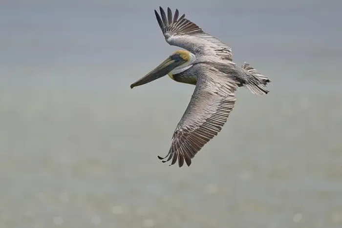 Framed Print : Brown Pelican, (Pelecanus occidentalis) Framed Print : Brown Pelican, (Pelecanus occidentalis)