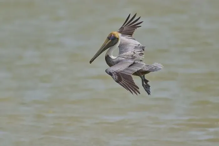 Framed Print : Brown Pelican, (Pelecanus occidentalis) Framed Print : Brown Pelican, (Pelecanus occidentalis)