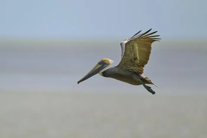 Framed Print : Brown Pelican, (Pelecanus occidentalis) Framed Print : Brown Pelican, (Pelecanus occidentalis)