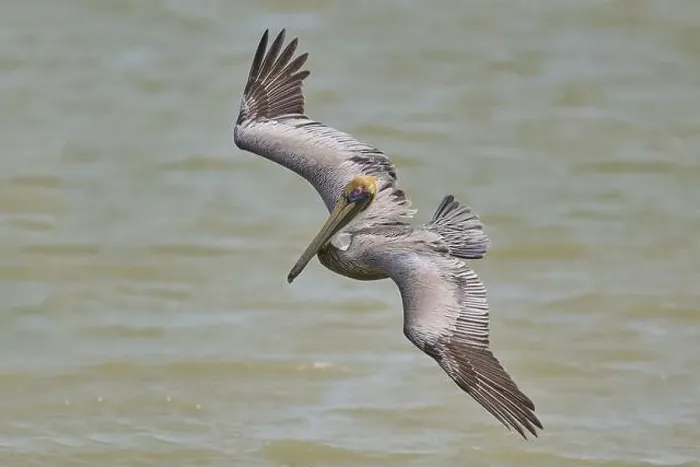 Framed Print : Brown Pelican, (Pelecanus occidentalis) Framed Print : Brown Pelican, (Pelecanus occidentalis)