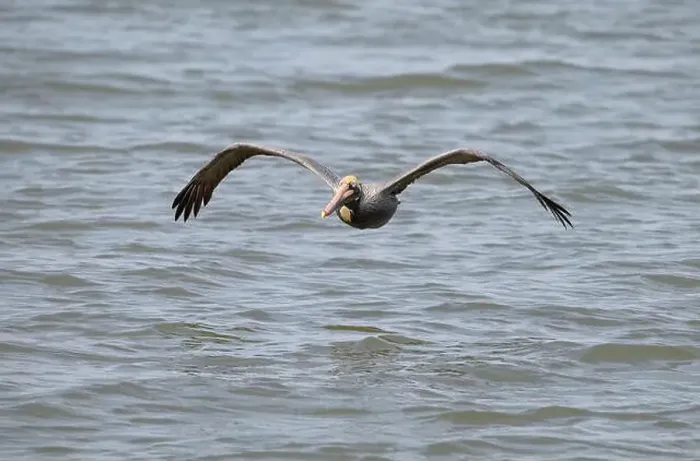 Framed Print : Brown pelican (Pelecanus occidentalis) flying over ocean, Galveston, Texas, USA Framed Print : Brown pelican (Pelecanus occidentalis) flying over ocean, Galveston, Texas, USA