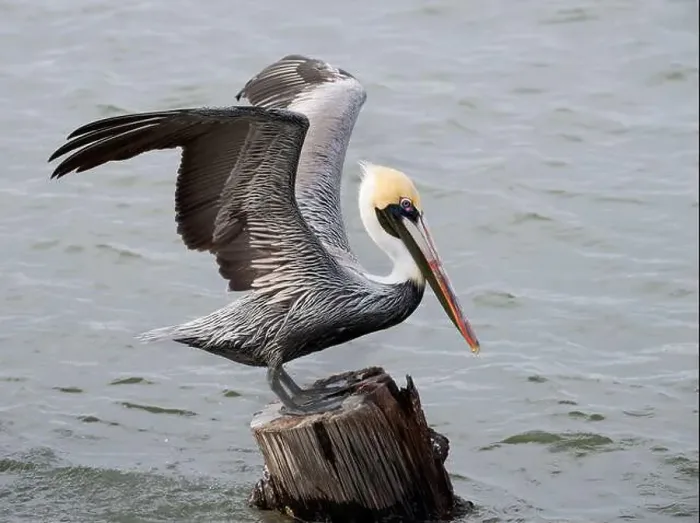 Framed Print : Brown pelican (Pelecanus occidentalis) with spread wings, Galveston, Texas, USA Framed Print : Brown pelican (Pelecanus occidentalis) with spread wings, Galveston, Texas, USA