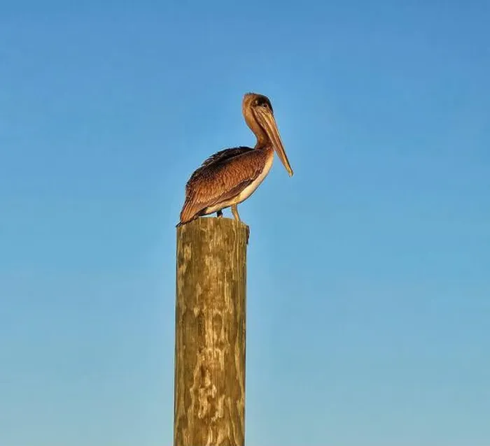 Framed Print : A Brown Pelican perches on top of a piling at Baytowne Marina, Sandestin, Florida Framed Print : A Brown Pelican perches on top of a piling at Baytowne Marina, Sandestin, Florida
