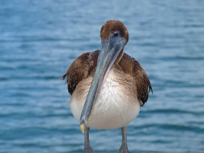 Framed Print : Brown pelican standing with the sea behind Framed Print : Brown pelican standing with the sea behind