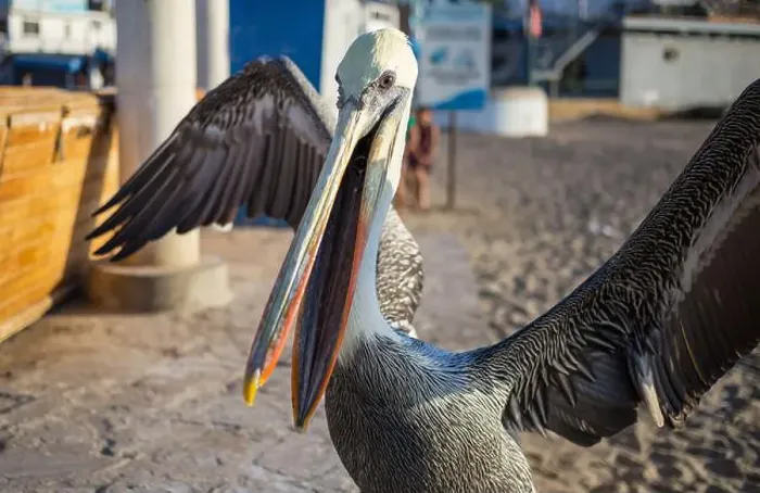Framed Print : Brown pelicans in Ecuador, South America Framed Print : Brown pelicans in Ecuador, South America