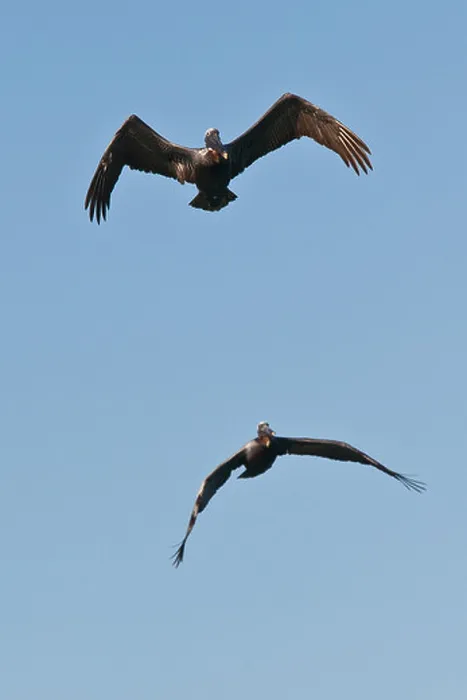 Framed Print : Two Brown Pelicans in flight in Rincon, Puerto Rico Framed Print : Two Brown Pelicans in flight in Rincon, Puerto Rico