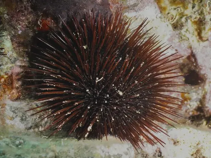 Framed Print : Brown sea urchin (Paracentrotus lividus) with long spines on a sea surface