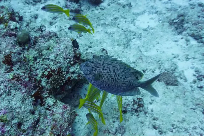 Framed Print : Brown-spotted spinefoot rabbitfish (Siganus stellatus) in the coral reef of Maldives island