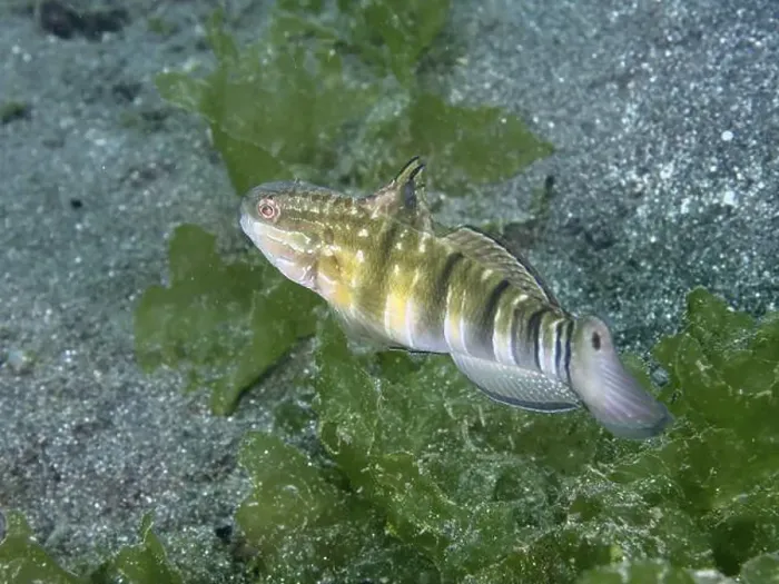 Framed Print : A brown striped goby (Amblygobius phalaena) moves through green algae near the seabed Framed Print : A brown striped goby (Amblygobius phalaena) moves through green algae near the seabed