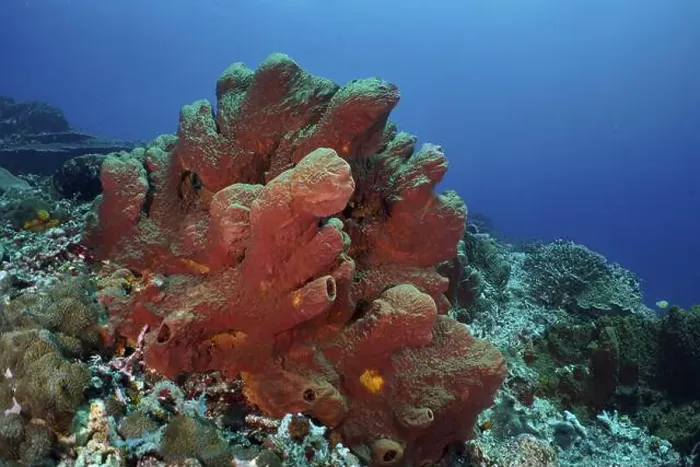 Framed Print : Brown tube sponge (Porifera) in a colourful underwater landscape Framed Print : Brown tube sponge (Porifera) in a colourful underwater landscape