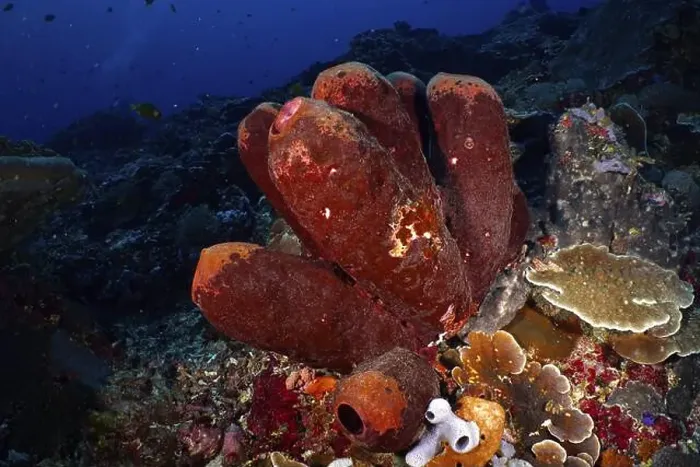 Framed Print : Brown tube sponge (Porifera) in a dark