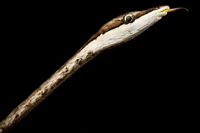 Framed Print : Brown vine snake (Oxybelis aeneus) Framed Print : Brown vine snake (Oxybelis aeneus)