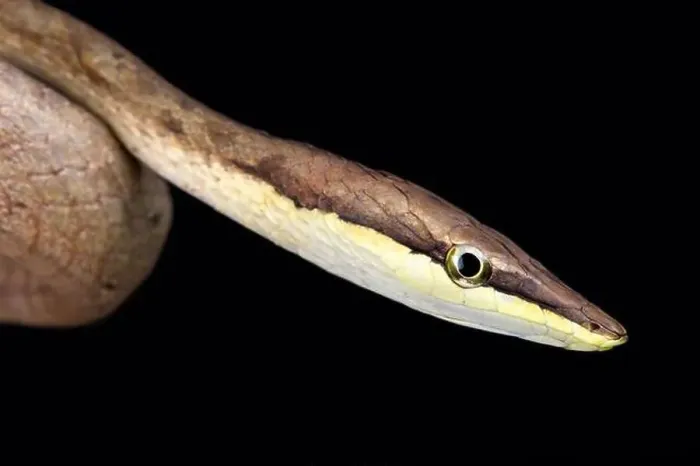 Framed Print : Brown vinesnake (Oxybelis aeneus)