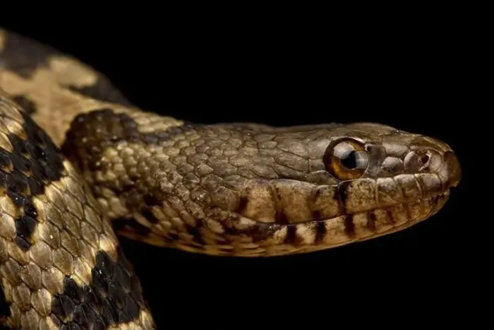 Framed Print : Brown Water Snake (Nerodia taxispilota) Framed Print : Brown Water Snake (Nerodia taxispilota)