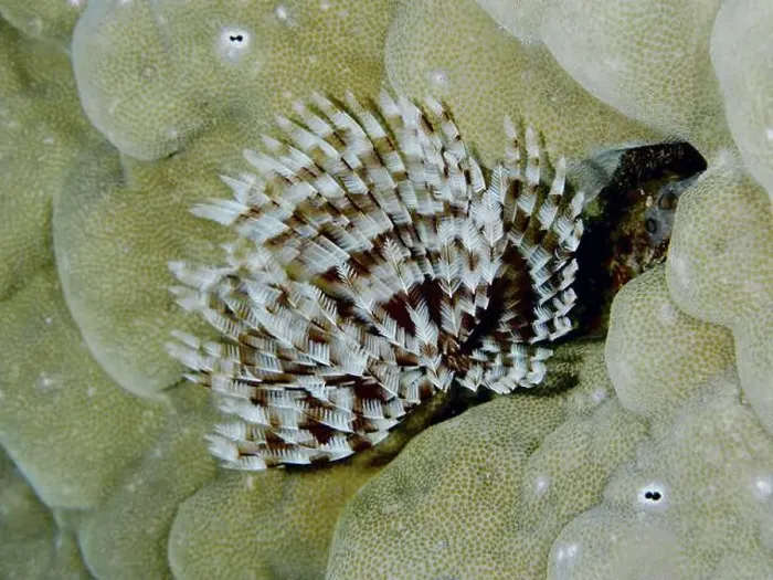 Framed Print : Brown and white patterned marine animal Framed Print : Brown and white patterned marine animal