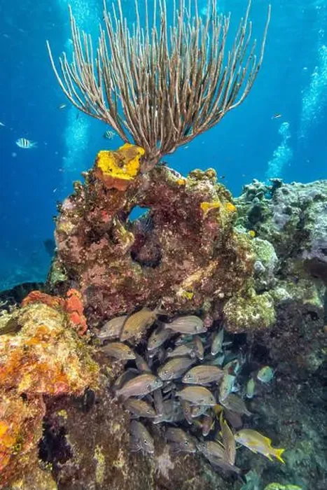 Framed Print : Bubbles from other divers flank a healthy gorgonian coral and a school of snapper on Snapper Reef off Cayman Brac Framed Print : Bubbles from other divers flank a healthy gorgonian coral and a school of snapper on Snapper Reef off Cayman Brac
