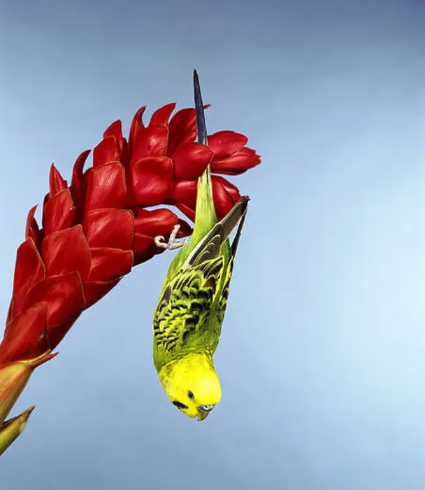 Framed Print : Budgerigar, melopsittacus undulatus, Adult hanging from Flower Framed Print : Budgerigar, melopsittacus undulatus, Adult hanging from Flower