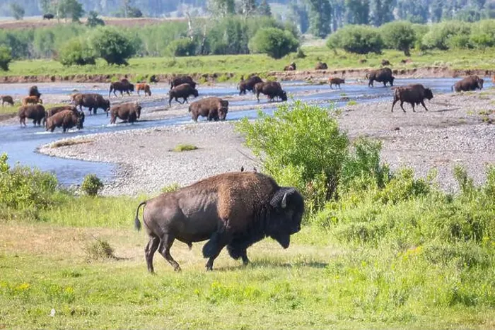 Framed Print : Buffalo Framed Print : Buffalo